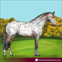 Horse Color:Bay Appaloosa  and Gray Bay Appaloosa 