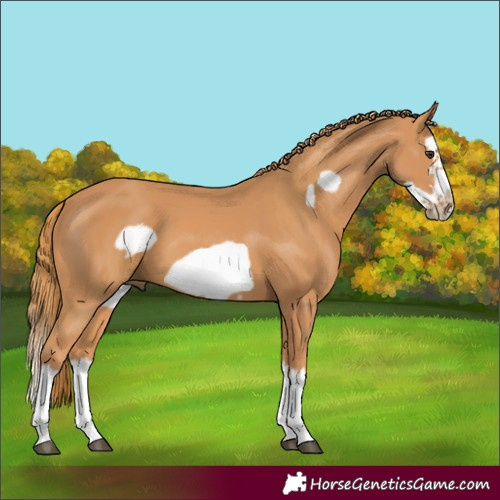 Horse Color:Chestnut Splash Frame  and Chestnut Splash Frame 