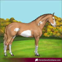 Horse Color:Chestnut Splash Frame  and Chestnut Splash Frame 