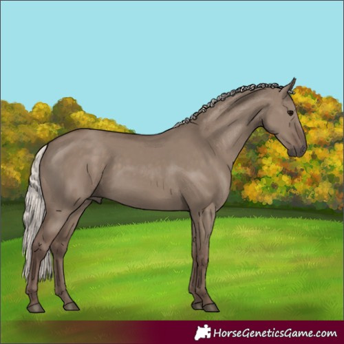 Horse Color:Silver Grullo 