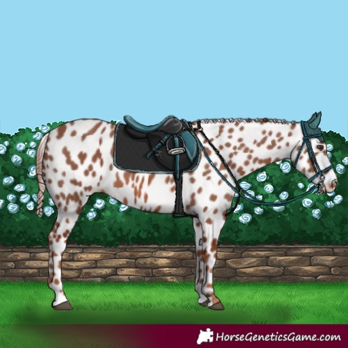 Horse Color:Chestnut Appaloosa 