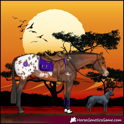 Horse Color:Bay Blanket  and Bay Blanket 