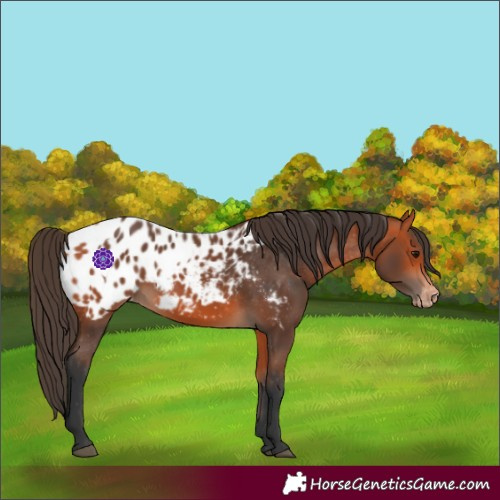 Horse Color:Bay Appaloosa  and Bay Appaloosa 