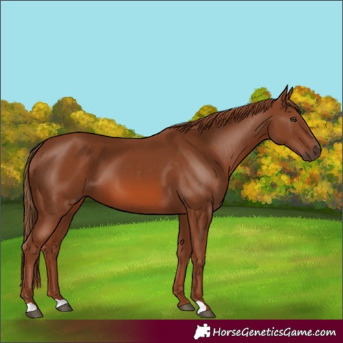 Horse Color:Chestnut 