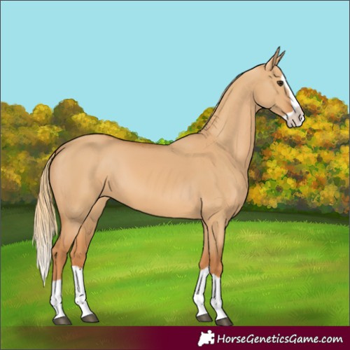 Horse Color:Red Dun Splash 