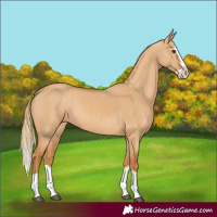 Horse Color:Red Dun Splash 