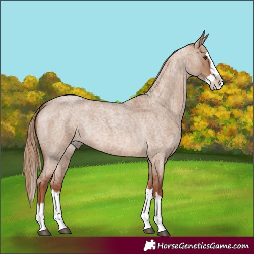 Horse Color:Red Dun Roan Splash 