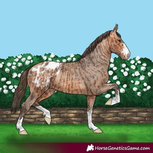 Horse Color:Bay Appaloosa  and Amber Champagne Appaloosa 