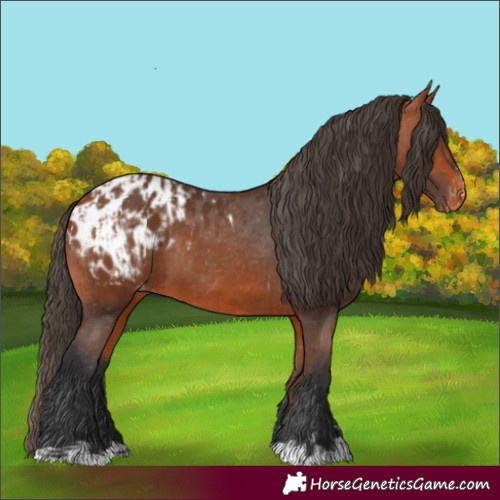 Horse Color:Bay Appaloosa  and Bay Appaloosa 