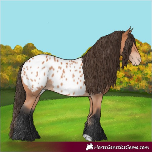 Horse Color:Bay Appaloosa 
