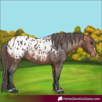 Horse Color:Bay Appaloosa  and Bay Appaloosa 