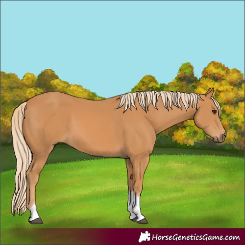 Horse Color:Chestnut Tobiano 