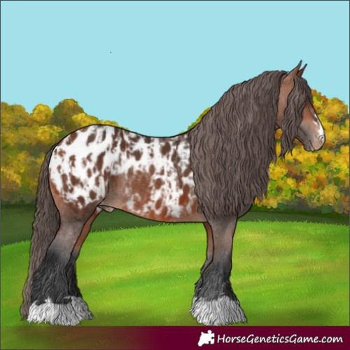 Horse Color:Bay Appaloosa and Bay Appaloosa Rabicano