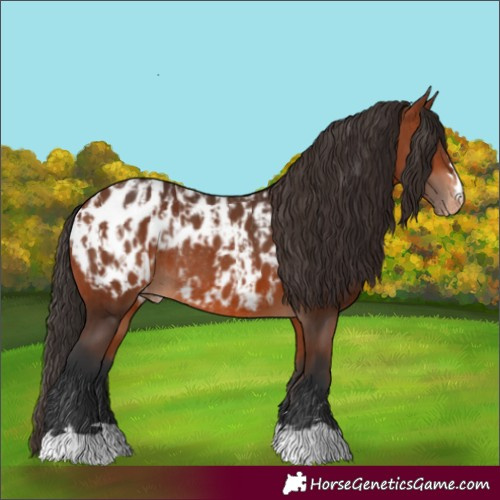 Horse Color:Bay Appaloosa and Bay Appaloosa Rabicano