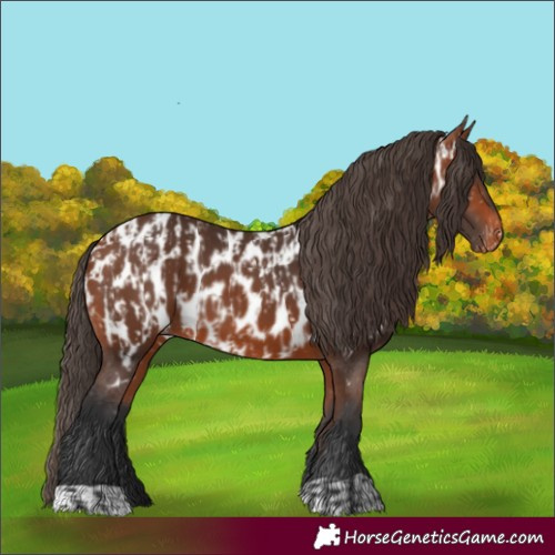 Horse Color:Bay Appaloosa and Bay Appaloosa