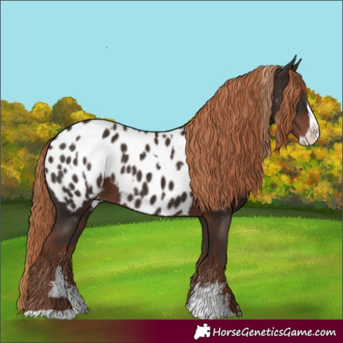 Horse Color:Liver Chestnut Sabino Splash Appaloosa  and Liver Chestnut Sabino Splash Appaloosa 