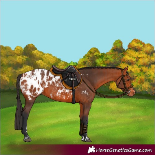 Horse Color:Bay Blanket  and Bay Blanket 