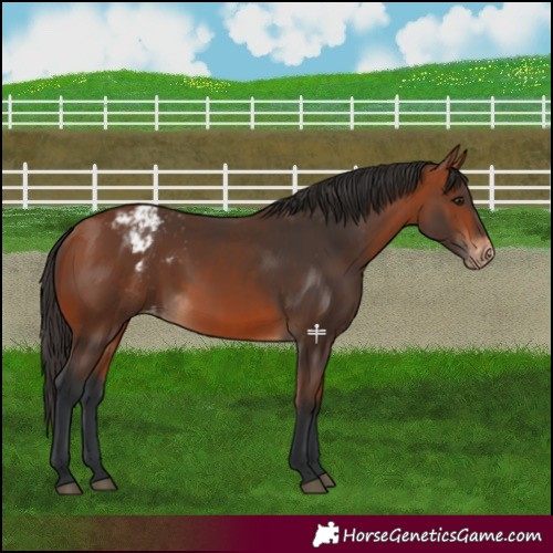 Horse Color:Bay Appaloosa  and Bay Appaloosa 