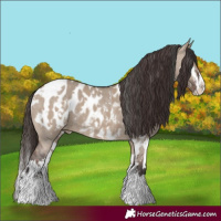 Horse Color:Liver Red Dun Sabino Splash Blanket  and Bay Dun Sabino Splash Blanket 