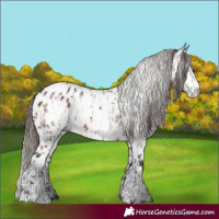 Horse Color:Bay Appaloosa  and Gray Bay Appaloosa 