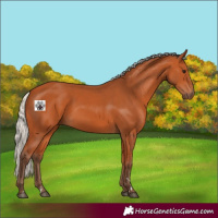 Horse Color:Silver Bay 