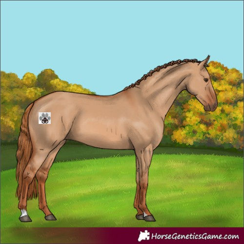 Horse Color:Red Dun 