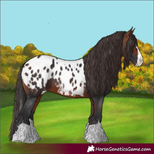 Horse Color:Bay Appaloosa  and Bay Splash Appaloosa 