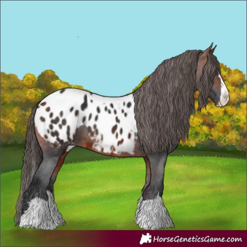 Horse Color:Bay Appaloosa  and Bay Splash Appaloosa 