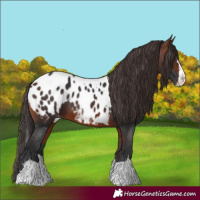 Horse Color:Bay Appaloosa  and Bay Splash Appaloosa 