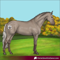 Horse Color:Silver Grullo