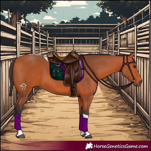 Horse Color:Bay Tobiano 