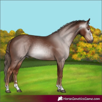 Horse Color:Gray Chestnut 