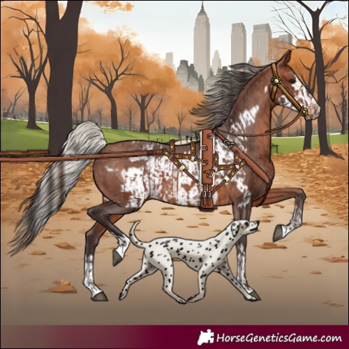 Horse Color:Silver Brown Appaloosa and Bay Frame Appaloosa