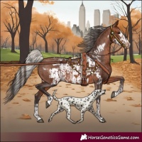 Horse Color:Silver Brown Appaloosa  and Bay Frame Appaloosa 