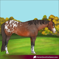 Horse Color:Bay Blanket and Bay Blanket
