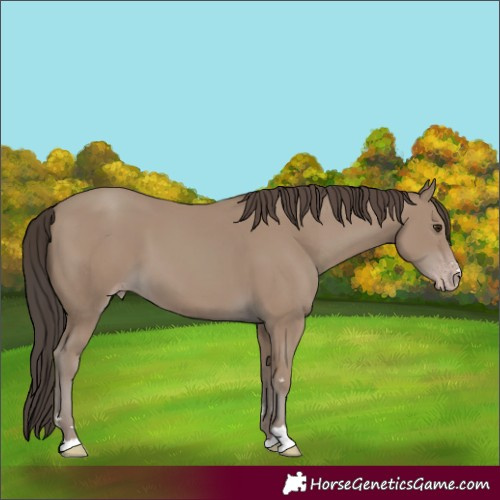 Horse Color:Classic Champagne 