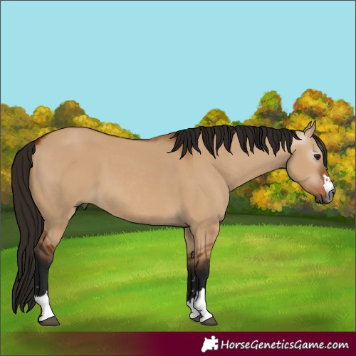 Horse Color:Gray Bay Dun