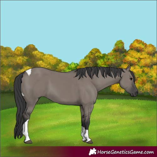 Horse Color:Grullo Tobiano 