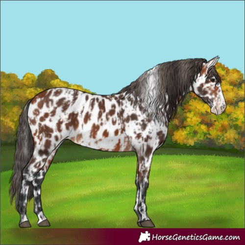Horse Color:Bay Appaloosa  and Bay Frame Appaloosa 