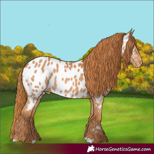 Horse Color:Chestnut Appaloosa 