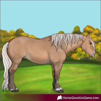 Horse Color:Silver Bay Dun 