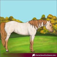 Horse Color:Red Dun Roan