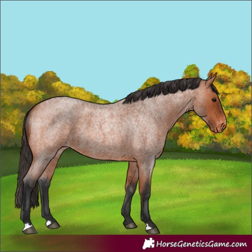 Horse Color:Bay Roan Appaloosa 