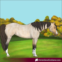 Horse Color:Buckskin Roan Dun 