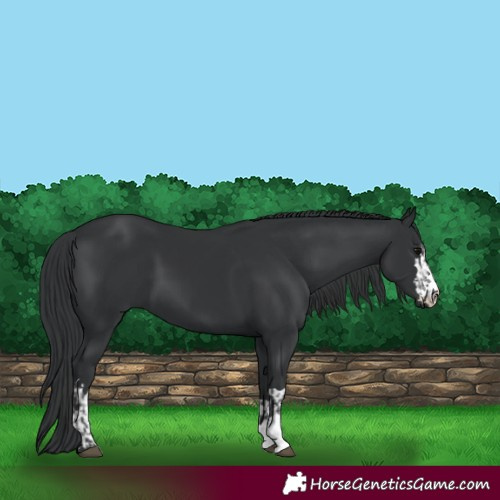 Horse Color:Black  and Black 