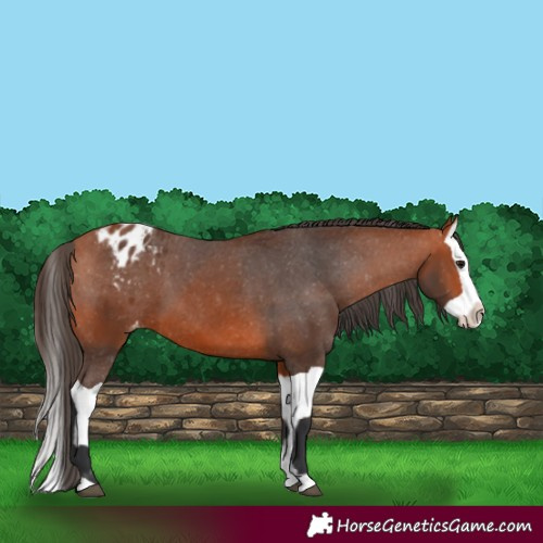 Horse Color:Bay Appaloosa and Bay Splash Appaloosa