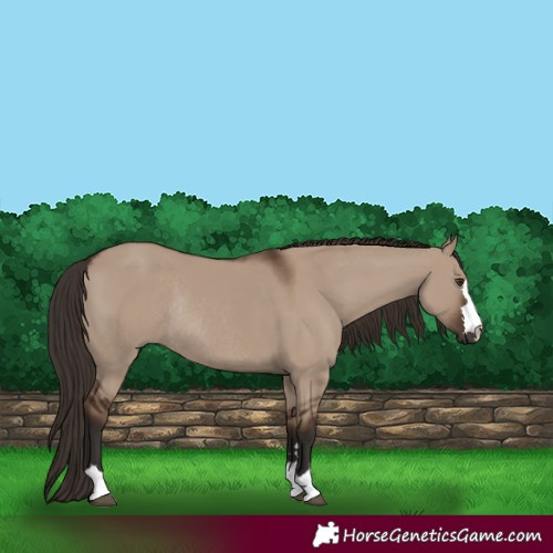 Horse Color:Liver Red Dun Rabicano 