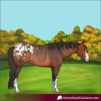 Horse Color:Bay Appaloosa and Bay Appaloosa Rabicano