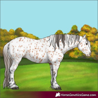 Horse Color:Bay Appaloosa