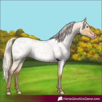 Horse Color:Gray Silver Amber Cream Champagne Roan Dun Blanket Rabicano 